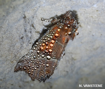 Scoliopteryx libatrix