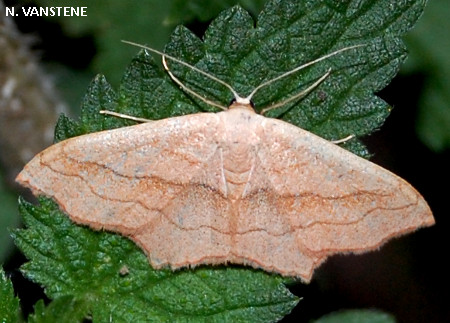 Scopula imitaria