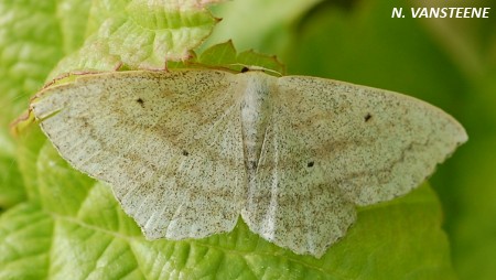 Scopula nigropunctata