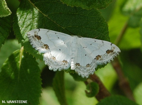 Scopula ornata