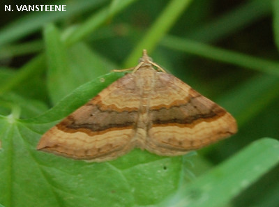 Scotopteryx chenopodiata