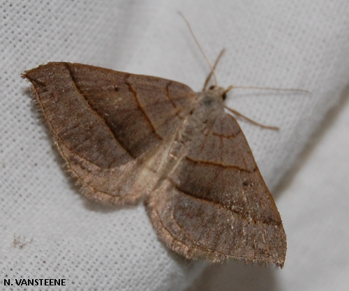 Scotopteryx luridata-mucronata