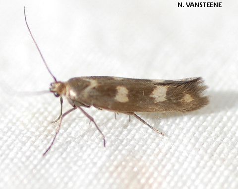 Scythris scopolella