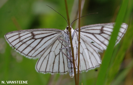 Siona lineata