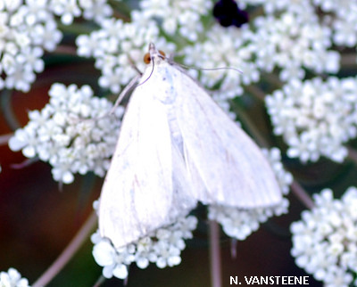 Sitochroa palealis