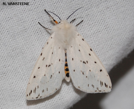 Spilosoma lubricipeda