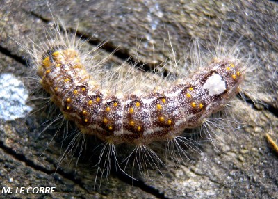 Subacronicta megacephala