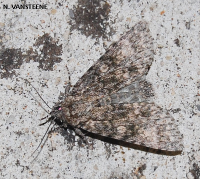 Subacronicta megacephala