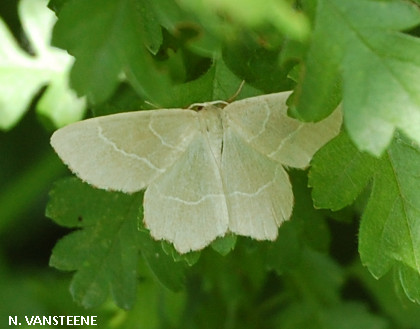 Thalera fimbrialis