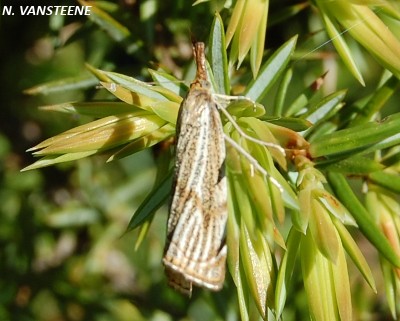 Thisanatia chrysonuchella