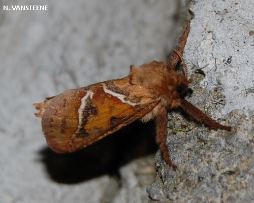 triodia sylvina