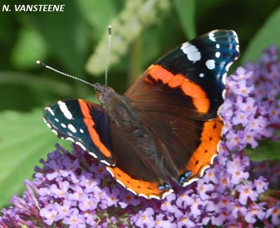 Vanessa atalanta