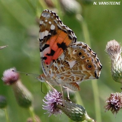 Vanessa cardui