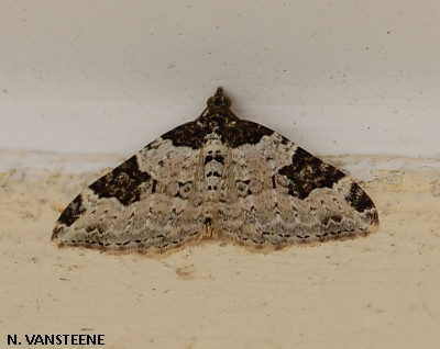 Xanthorhoe fluctuata