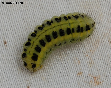 Zygaena transalpina