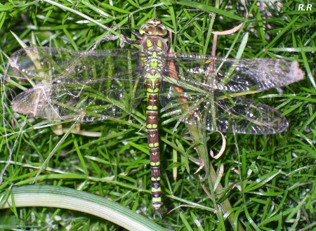 Aeshna cyanea