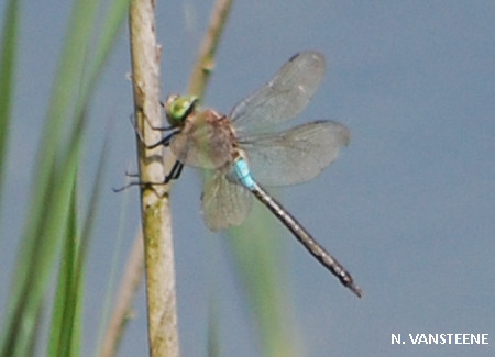 Anax parthenope