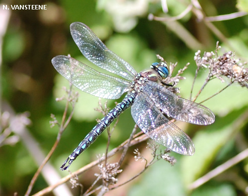 Brachytron pratense