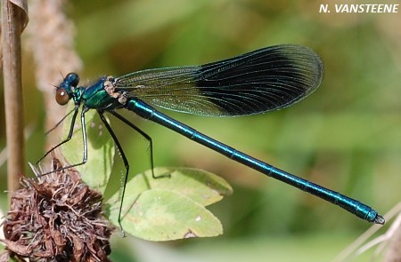 Calopteryx splendens