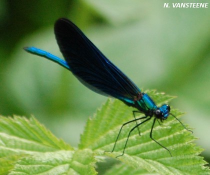 Calopteryx virgo