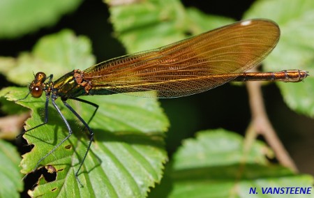 Calopteryx virgo