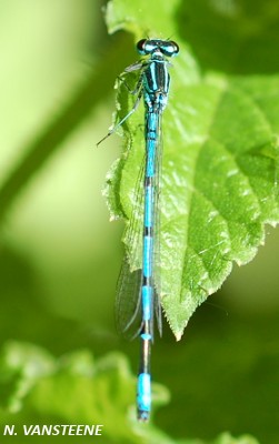 Coenagrion puella