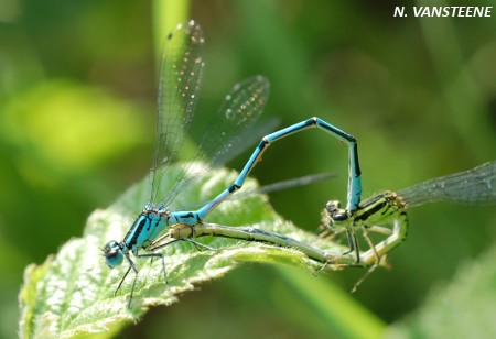 Coenagrion puella