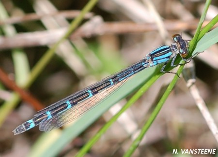 Coenagrion scitulum