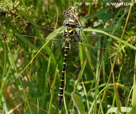 Cordulegaster boltonii