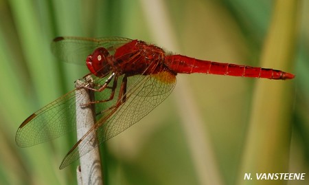 Crocothemis erythraea