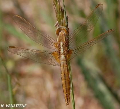 Crocothemis erythraea