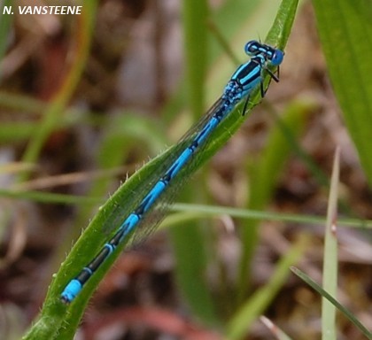 Erythromma lindenii