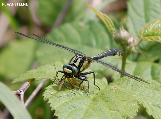 Gomphus vulgatissimus