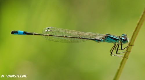 Ischnura elegans