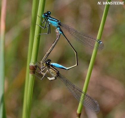 Ischnura elegans