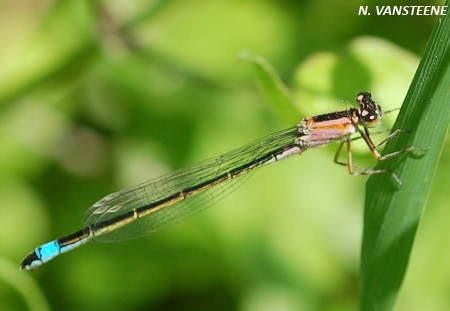 Ischnura elegans