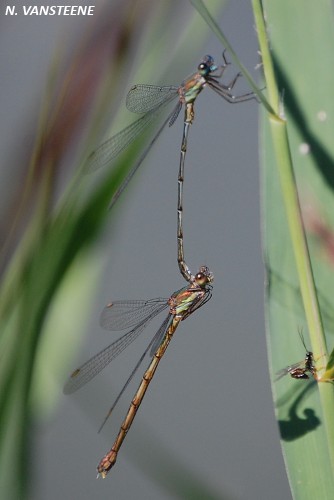 Lestes viridis