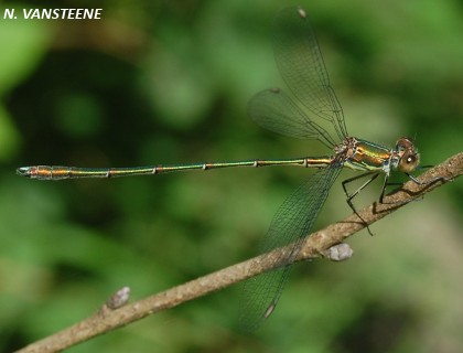 Lestes viridis