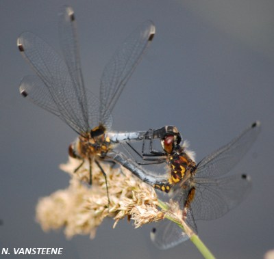 Leucorrhinia caudalis