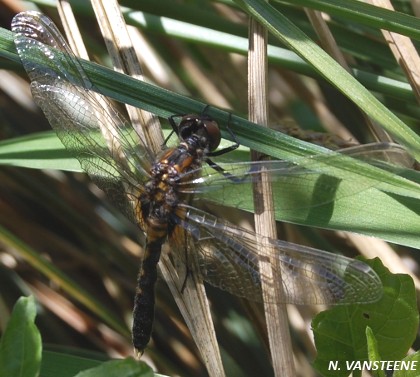 Leucorrhinia caudalis