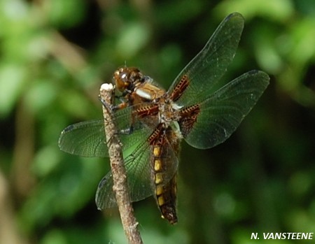 Libellula depressa