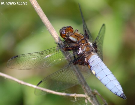 Libellula depressa