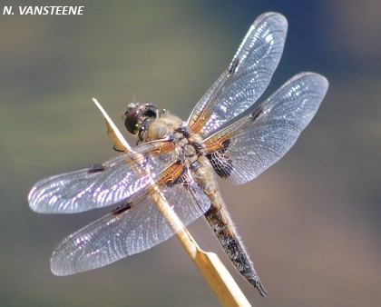 Libellula quadrimaculata