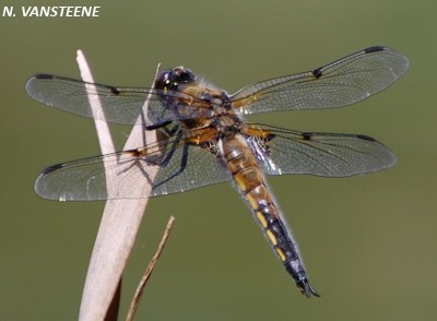 Libellula quadrimaculata