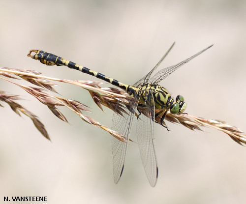 Onychogomphus forcipatus