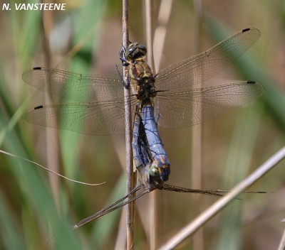 Orthetrum cancellatum