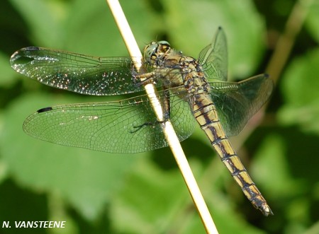 Orthetrum cancellatum