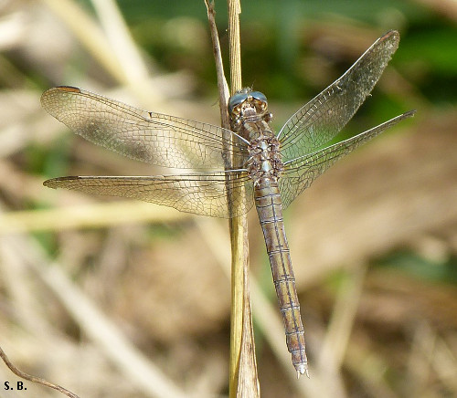 Orthetrum coerulescens