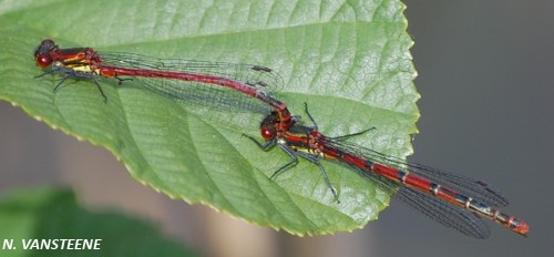 Pyrrhosoma nymphula