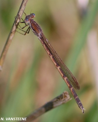 Sympecma fusca